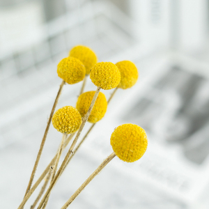 Idea Prodotto 2026: Fiori e Piante Secche Craspedia Golden Ball Billy Balls per Decorazioni Matrimoniali - Product Image 6