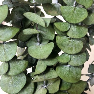 Fleurs en gros <span class=keywords><strong>d</strong></span>'usine Offre Spéciale <span class=keywords><strong>fleur</strong></span> <span class=keywords><strong>d</strong></span>'<span class=keywords><strong>eucalyptus</strong></span> séchée et conservée naturelle pour Arrangement de fleurs à la maison de mariage - Product Image 5