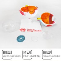 Modelo Anatómico de Ojo Ampliado de Venta Directa de Fábrica, Modelo Educativo de Globo Ocular Avanzado