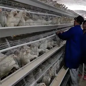 Semi Automatic Poultry Farm Used Lay Chicken Cage With Hot Dipped Galvanized A Type 4 Tiers Battery Cage For 5000 / 10000 Birds