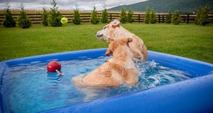 Mini <span class=keywords><strong>Blu</strong></span> Cane Gonfiabile <span class=keywords><strong>Acqua</strong></span> <span class=keywords><strong>Piscina</strong></span> Per Gli Animali Domestici - Product Image 6