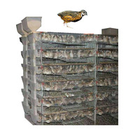 Cages d'élevage de cailles à alimentation automatique