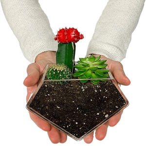 Diamantvorm Acryl Raam Opknoping Plantenbak Bloempot Met Zuigkracht Voor Binnenplanten Eenvoudig Te Installeren En Te Verwijderen - Product Image 2
