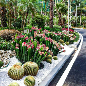 Factory Produce Different Size <strong>Large</strong> Cactus Globose Garden Landscape Cactus Decorations Indoor Outdoor <strong>Artifical</strong> Cactus <strong>Plant</strong> - Product Image 3