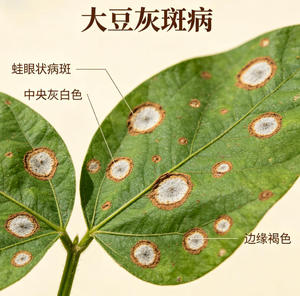 Pesticida <span class=keywords><strong>Biológico</strong></span> Kasugamicina 2% WP, <span class=keywords><strong>Fungicida</strong></span> Kasumin 2% SL - Product Image 4