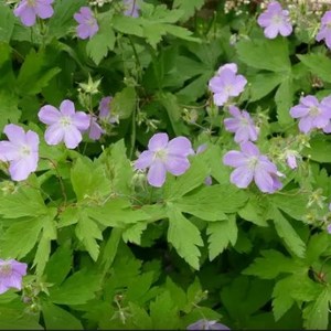 Chất lượng cao <span class=keywords><strong>Geranium</strong></span> <span class=keywords><strong>wilfordii</strong></span> Maxim chiết xuất Nhà máy cung cấp Phong Lữ <span class=keywords><strong>wilfordii</strong></span> chiết xuất bột - Product Image 2