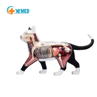 Modelo de Anatomía de Gato Simulado en PVC de 28 Piezas para Ciencias Médicas, Regalo para Niños, Recurso de Enseñanza, CE/ISO