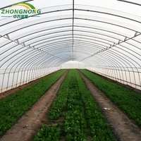 Grande serre agricole à simple travée avec film PE pour la culture de tomates et légumes, à faible coût, utilisable toute l'année, structure stable