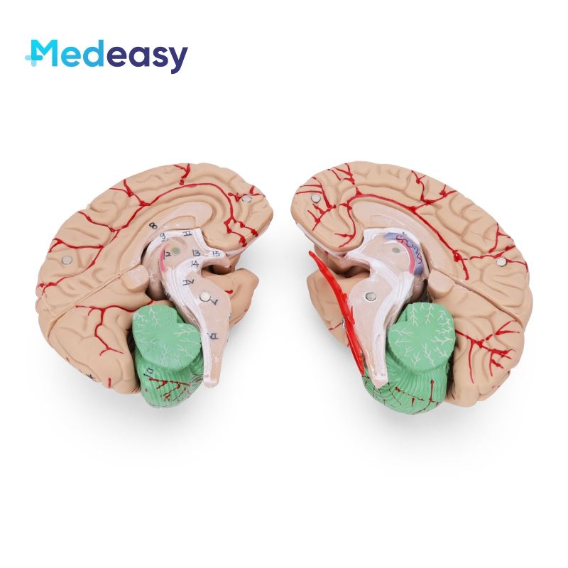 Plastic Human Skull Model With Cervical Spine For Educational - China - View #8