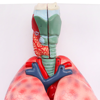Anatomie naturelle 3D de haute qualité, 7 pièces, modèle anatomique, système de respiration, cervicale, cœur et bras