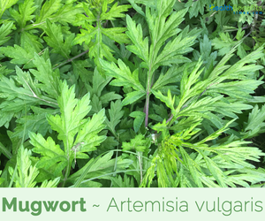 Huile essentielle d'armoise pure certifiée GMP (Artemisia Vulgaris) distillée à la vapeur en provenance d'Inde - Fournisseur en gros de produits de marque privée OEM/ODM - Product Image 5