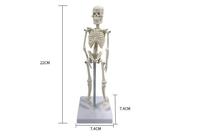 Modelo de Esqueleto Humano Anatómico Mini de 22CM, Desmontable y Articulado, de PVC, para Ciencias Médicas