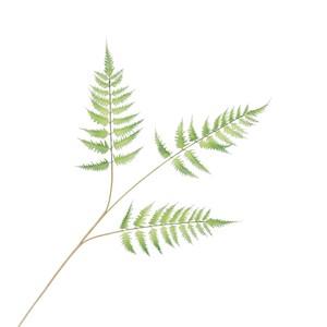 Bouquet de plantes artificielles de fougères Dream Castle 30cm-100cm Décoration de table intérieure Verdure Style Wabi Sabi - Product Image 5
