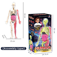 Kit de modèle scientifique d'anatomie d'organe de squelette humain phosphorescent assemblage 3D corps humain éducatif pour les enfants