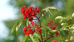 ผงสกัดจากผลแบล็คเอลเดอร์เบอร์รี่ (<span class=keywords><strong>Sambucus</strong></span> Nigra L.) เกรดอาหารสำหรับโรงงานขายส่ง อัตราส่วน 20:1 10:1 บรรจุภัณฑ์พลาสติกสุญญากาศ - Product Image 3
