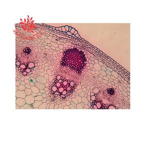 Tallos <span class=keywords><strong>de</strong></span> plantas dicotiledóneas típicas tallos <span class=keywords><strong>de</strong></span> girasol corte transversal tobogán <span class=keywords><strong>de</strong></span> botánica farmacéutica <span class=keywords><strong>china</strong></span> tobogán <span class=keywords><strong>de</strong></span> observación microscópica - Product Image 2