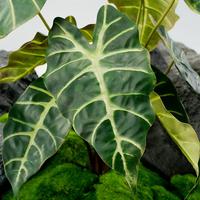 Tanaman Buatan 3D Dicetak, Daun Caladium Plastik Lembut, Hiasan Meja Pernikahan Hotel