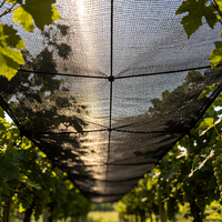Filet anti-oiseaux en HDPE résistant aux UV, tricoté, couleur personnalisable, découpe et moulage pour vergers, vignobles et jardins