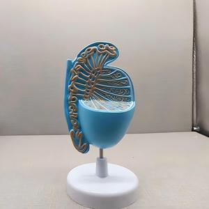 Menschliches Hoden-Anatomiemodell für Urologie - Abnehmbares Reproduktions-Lehrmittel - Product Image 3