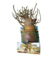 Magnets de porte de réfrigérateur en forme d'arbres Baobab, fleurs et plantes préservées, très demandés
