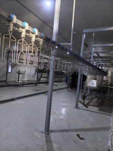 Linea di Produzione Automatica per Macellazione di Polli Intero per Spazi Ristretti - Product Image 2