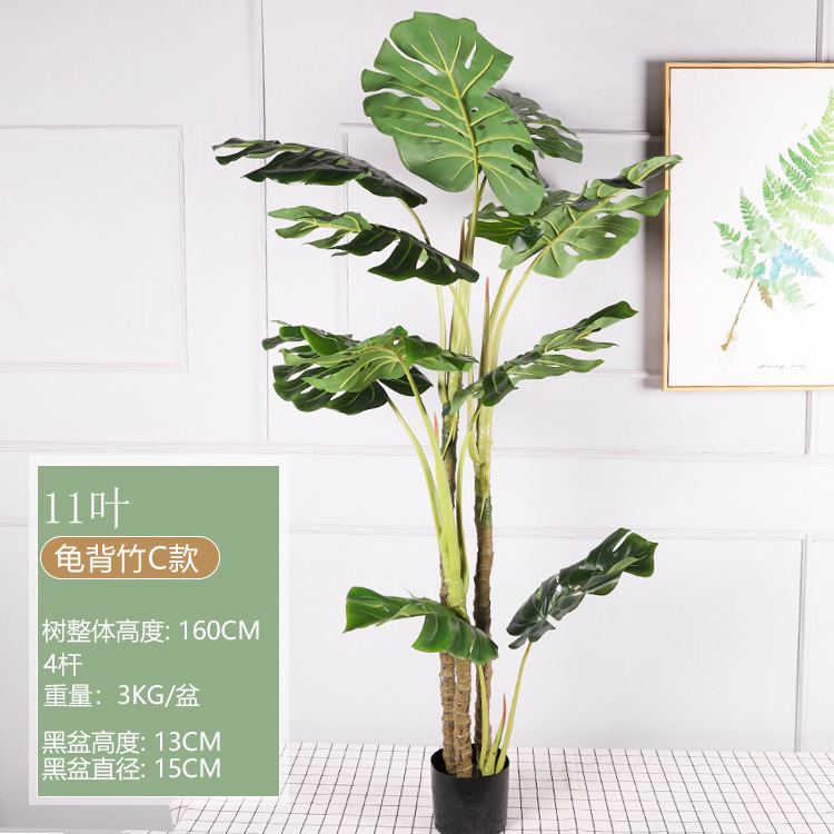 1.6M Monstera deliciosa, Modelo C