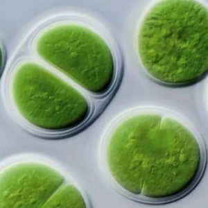 ถังเก็บน้ำฆ่าเชื้อโรคเกรดอาหารที่มีโปรตีนสูงผ่านการรับรองฮาลาลผงสาหร่ายสไปรูไลน่าสีฟ้าธรรมชาติ - Product Image 6