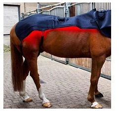 Cobertor de Terapia com Luz Vermelha <span class=keywords><strong>LED</strong></span> Infravermelha 660nm & 850nm para Cavalos, Tapete de Terapia com Luz <span class=keywords><strong>LED</strong></span> para Alívio da Dor - Product Image 4