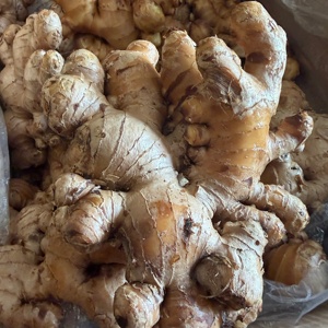Высококачественные сушеные ломтики свежего имбиря оптом по рыночной цене за тонну от бренда Guangxi Yongjiang - Product Image 4