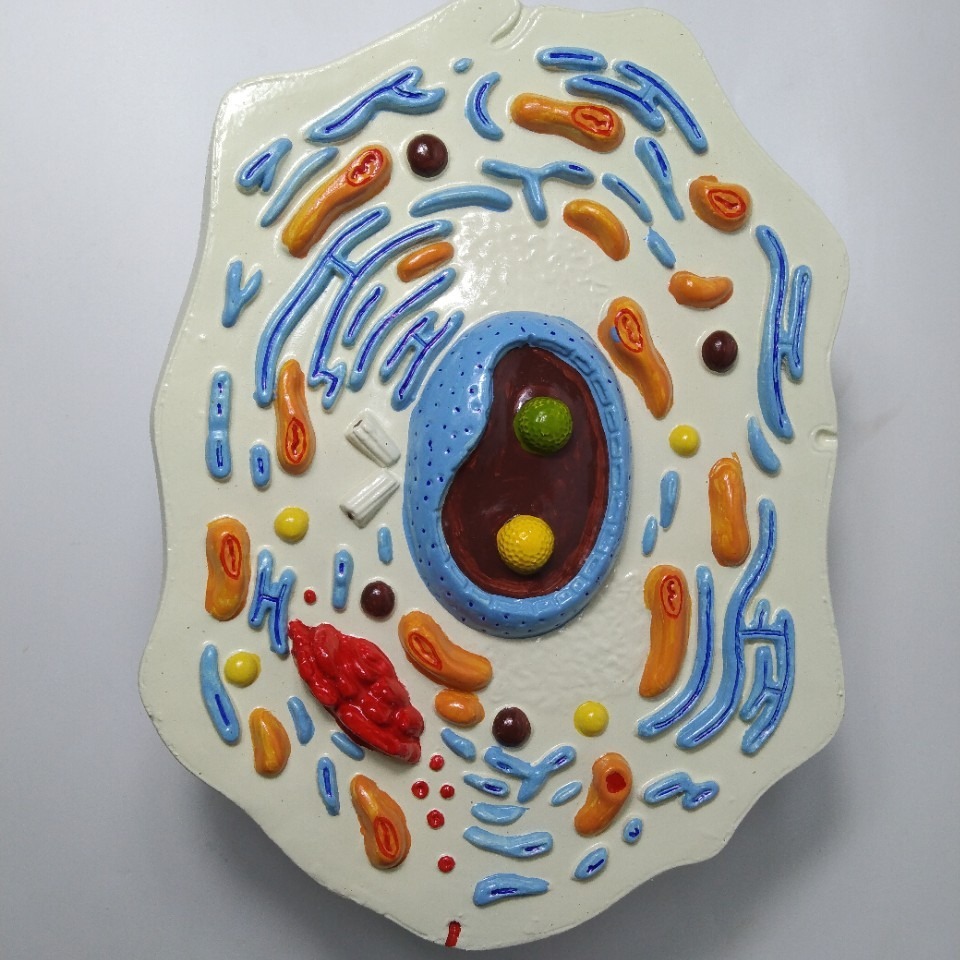 Cell Structure Modeling Deals Animal Cell Structure Model Enlarged Plastic PVC Model | Alibaba.com