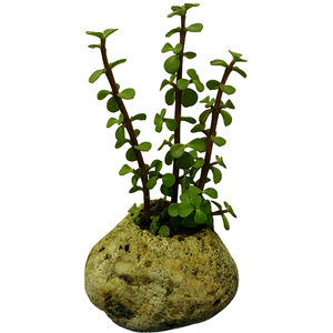 En gros Intérieur Décoratif Petite Plante Conteneurs Rivière Pots De Fleurs En Pierre - Product Image 1