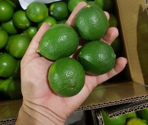 Exportador a granel de Lima fresca sin semillas y sin semillas del proveedor de cítricos de Vietnam - Product Image 1