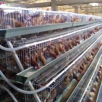 Équipement d'élevage avicole entièrement automatique de conception moderne, cage à poules pondeuses de type D pour les États-Unis