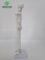 Squelette humain miniature éducatif en PVC de 45 cm