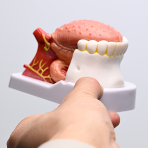 Lengua Humana Numerada a Tamaño Real, 4 Partes, Mandíbula y Dientes Inferiores, con Indicación <span class=keywords><strong>del</strong></span> <span class=keywords><strong>Cuerpo</strong></span>, CE/ISO - Product Image 3
