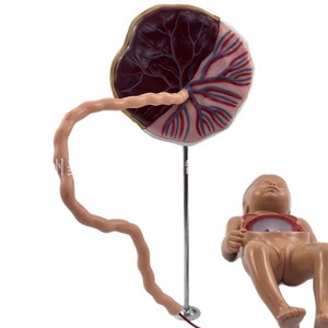 Modèle de circulation sanguine fœtale, modèle de cordon ombilical et de placenta pour nouveau-né, organes internes du nourrisson (détachables et - Product Image 1