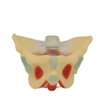 Modelo de DNA de plástico avanzado, estructura de DNA, esqueleto