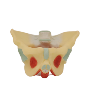 Model Kerangka DNA Model DNA Canggih Model Kerangka