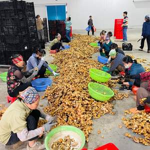 Vente en gros de racine de gingembre frais biologique Gingembre mature de haute qualité fabriqué au Vietnam Fabricant - Product Image 1