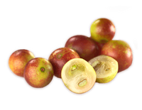 Prix de gros, poudre d'extrait de Camu de qualité supérieure, poudre de Camu Camu pure et naturelle
