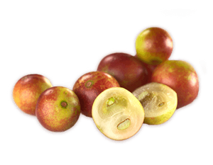 Harga grosir bubuk ekstrak <span class=keywords><strong>Camu</strong></span> kualitas terbaik bubuk <span class=keywords><strong>Camu</strong></span> alami murni - Product Image 2