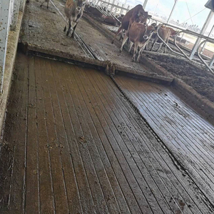 Sistema Raschiatore per Letame da Allevamento Bovino con Trasmissione a Catena, Pulitore per Liquami per Corridoi di Stalle a Box e Fienili, Attrezzatura per la Gestione dei Rifiuti - Product Image 3