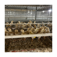 Système de cages automatiques pour poussins pondeuses d'un jour et poussins de chair de type H, en acier galvanisé à chaud, conception brevetée