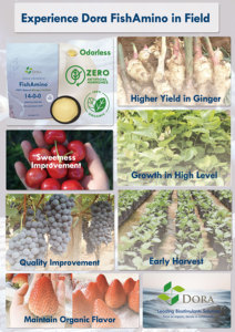 Bio-Fertilizante Bio-Estimulante Pescado Aminoácido Pescado Proteína Hidrolizado Como Fertilizante Agrícola <span class=keywords><strong>para</strong></span> <span class=keywords><strong>Aguacate</strong></span> Cheerilee - Product Image 6