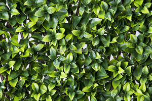 011A أوراق صناعية مخصصة سياج تعريشة تحوط للمناظر الطبيعية سياج لبلاب خارجي - Product Image 3