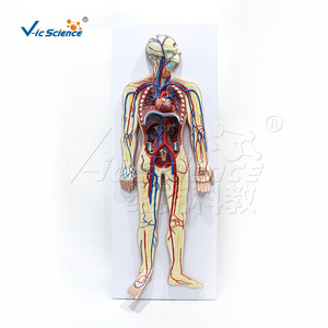 VIC011 Modelo del Sistema Circulatorio Humano, Material Didáctico para la Anatomía de los Órganos Internos y Demostración de Vasos Sanguíneos - Product Image 2