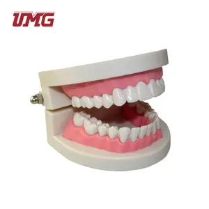 Diş hekimliği öğretim diş standart diş fırçası modeli
