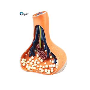 Modelo de enseñanza médica, modelo de sinapsis nerviosa para Neurociencia y educación anatómica - Product Image 1