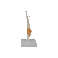 Modelo de Enseñanza Médica DARHMMY, Material PVC, Modelo de Esqueleto Humano, Modelo Funcional de Articulación de Mano BOU/A108L para Entrenamiento de Estudiantes