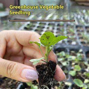 Approfondissement semoir pépinière boîte Rectangle <span class=keywords><strong>plastique</strong></span> PS <span class=keywords><strong>semis</strong></span> plateau bouchon <span class=keywords><strong>pour</strong></span> pépinière <span class=keywords><strong>Pot</strong></span> <span class=keywords><strong>semis</strong></span> <span class=keywords><strong>semis</strong></span> - Product Image 2